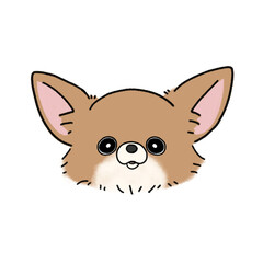 ロングコートチワワ(ブラウンホワイト)