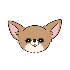 スムースチワワ(ブラウンホワイト)