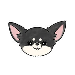 スムースチワワ(ブラックホワイト)