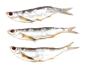 Three fish are shown on a white background