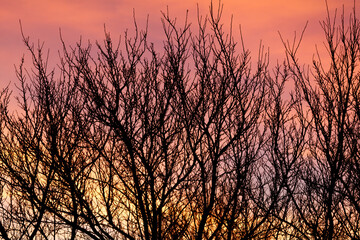 A beautiful sunset with a tree in the foreground