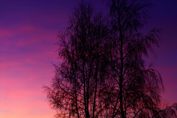 A tree is silhouetted against a purple sky