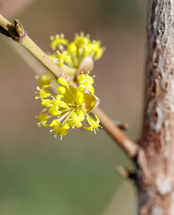 A yellow flower is on a branch