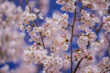 White cherry tree flower in spring. Blossoming tree brunch with white flowers on blue background. Spring flowers, blossom, white apple tree flowers. Blossoming tree brunch with white flowers on bokeh.