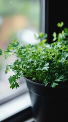Fototapeta premium a potted parsley plant by the window in minimalist style of indoor plants