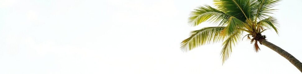 Palm tree sways gently in the breeze on a serene white background, nature, palm tree