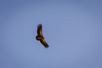 Vulture soars in blue sky of Nepalese mountains