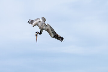 Pelican diving from the sky