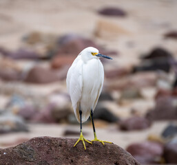 Snowy Egret on a rocky beach