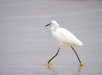 Snowy Egret walking on a Mexican beach