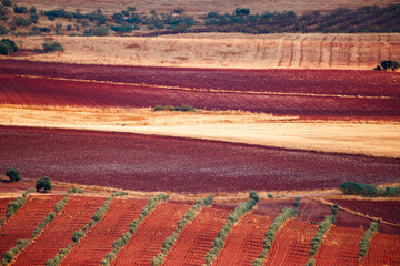 Stubble illuminated by the sun during autumn in Alhambra