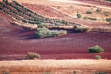 Olive groves during autumn in Alhambra