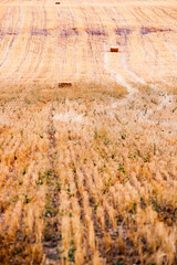 Bales of straw in a stubble field in Carrizosa