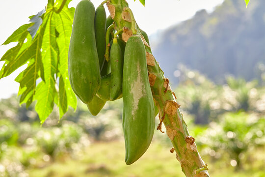 Green papaya hanging on tree