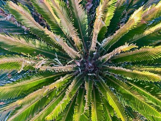 Close-up of a vibrant green sago palm with detailed radiating fronds
