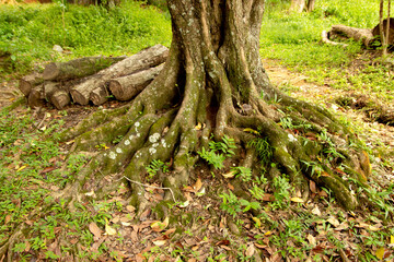 Tree Roots in Harmony with Nature