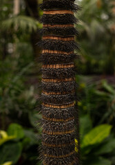 Close-up of a spiky palm tree trunk. Spiky jungle tree