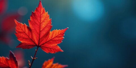 A vibrant red autumn leaf, delicately poised against a deep teal backdrop, showcases the intricate details of its veins and the fiery hues of fall