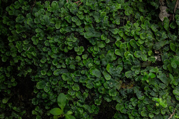 Lichen and moss covered forest floor, close up isolated.