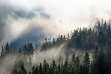 Misty Forest Landscape with Sunlight Breaking Through the Trees