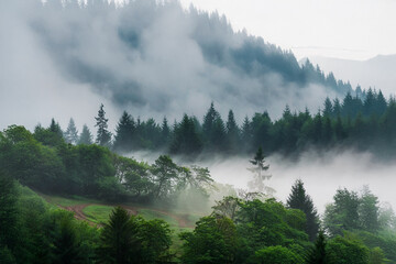 Misty Forest Landscape with Sunlight Breaking Through the Trees