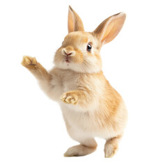 Playful Bunny Rabbit Standing on Hind Legs