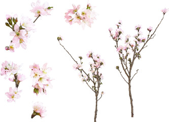 春の花のイラスト素材セット（桜5）