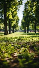 Blur background green park garden nature bright sunny forest. Abstract blurred background banner copy space