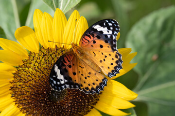 Common Tiger Butterfly