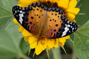 Common Tiger Butterfly