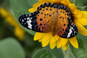 Common Tiger Butterfly