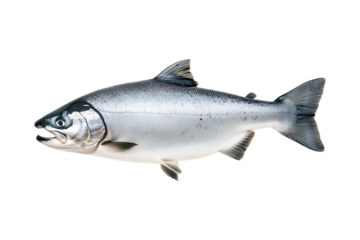 Silver salmon fish with fine details, textured scales and fins isolated on white transparent background. Concept of aquatic life