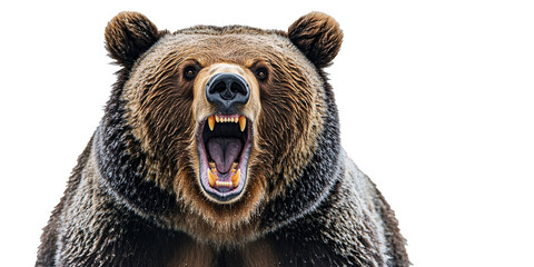 A fierce grizzly bear with open mouth, showing teeth, in a close-up shot against a black background.