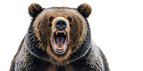 A fierce grizzly bear with open mouth, showing teeth, in a close-up shot against a black background.