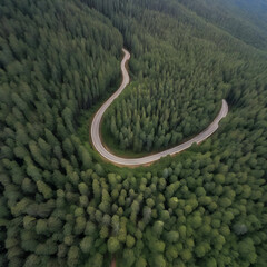 Serene Path: Aerial View of Winding Road Through Dense Pine Forest