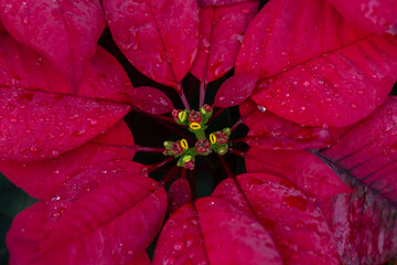 Backgrounds, Blossom, Bright, Celebration, Christmas