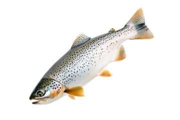 Closeup of trout fish with spotted scales, fins and open mouth isolated on white transparent background, concept of wildlife