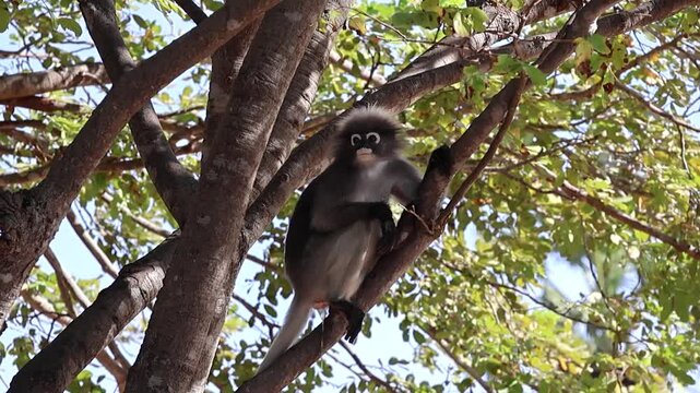 dusky leaf monkey, spectacled langur sits on a tree branch and pees. Slow motion video