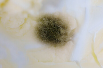 black mold in cottage cheese. spoiled dairy product. improper storage of products.
