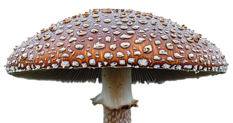 Close-up of a panther cap mushroom showcasing its intricate details and unique pattern.
