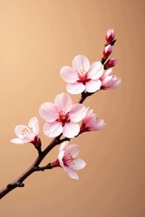 branch with blooming cherry blossoms against a warm beige background, blooming flowers, beige background