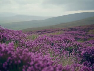 Naklejka premium A vibrant expanse of purple heather blooms across the hilly landscape under a cloudy sky