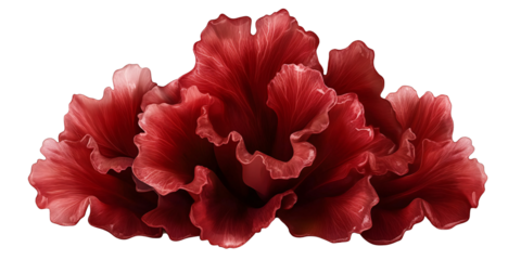 Close-up of three rich crimson flowers.