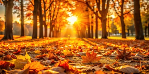 Golden hour on a crisp autumn day with fallen leaves carpeting the ground, outdoors, colorful leaves, seasonal change