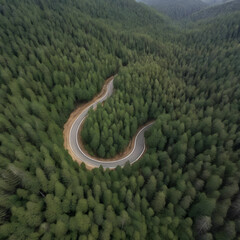 Serene Path: Aerial View of Winding Road Through Dense Pine Forest