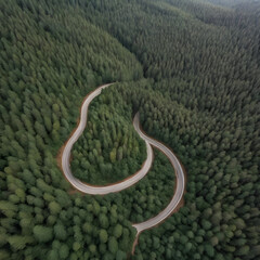 Serene Path: Aerial View of Winding Road Through Dense Pine Forest