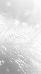 Obraz premium 42. A soft, airy white fur texture with tiny strands catching the light