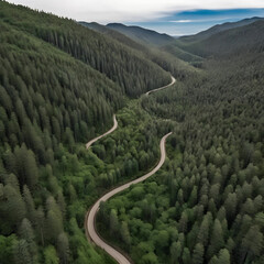 Serene Path: Aerial View of Winding Road Through Dense Pine Forest