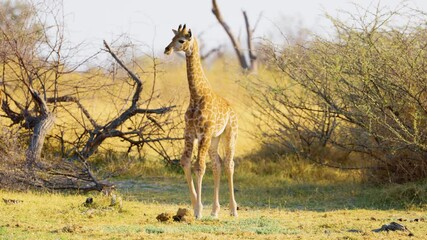 A baby giraffe bends down to search for food, spreading its legs in a cute and awkward pose, in Khwai Moremi Game Reserve. 