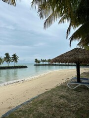 beach with palm trees